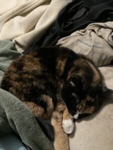 Calico cat fast sleep