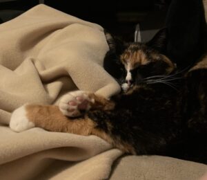 Calico cat fast asleep in a pile of blankets